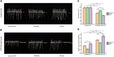 Elucidation of the miR164c-Guided Gene/Protein Interaction Network Controlling Seed Vigor in Rice